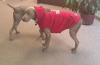 Murray in his dog coat